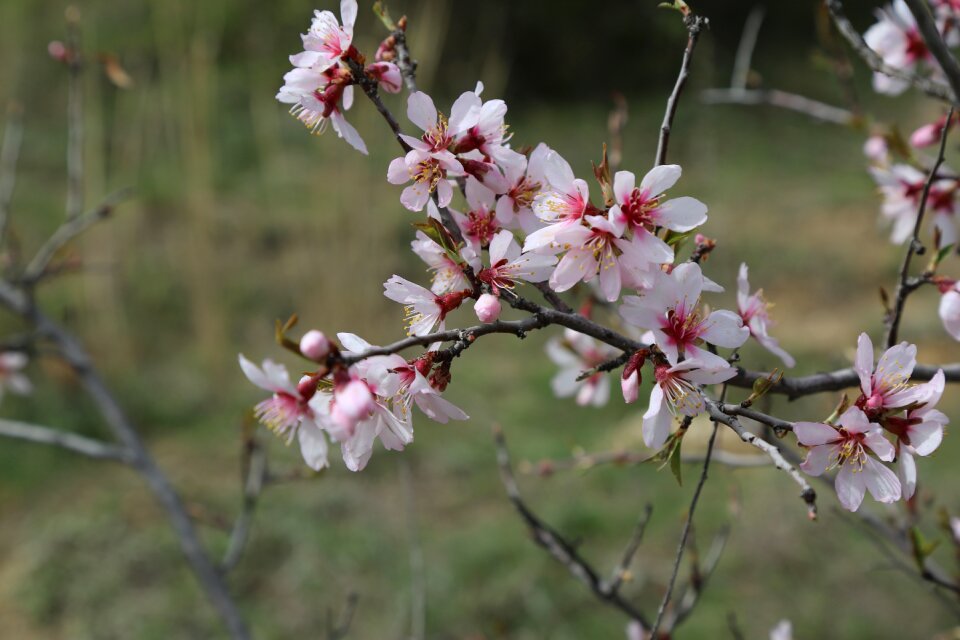 Blooming nature bud