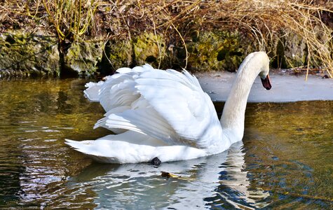 Pride waterfowl bird