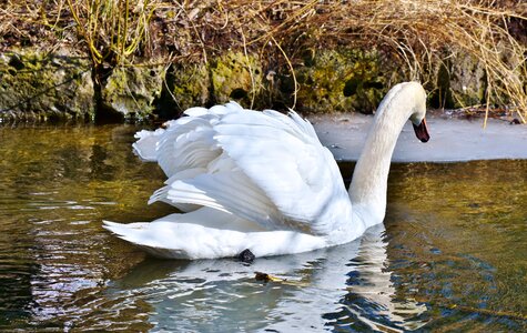 Pride waterfowl bird photo