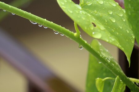 Tinospora rainy day rain photo