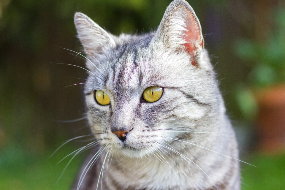 Domestic pet mammal