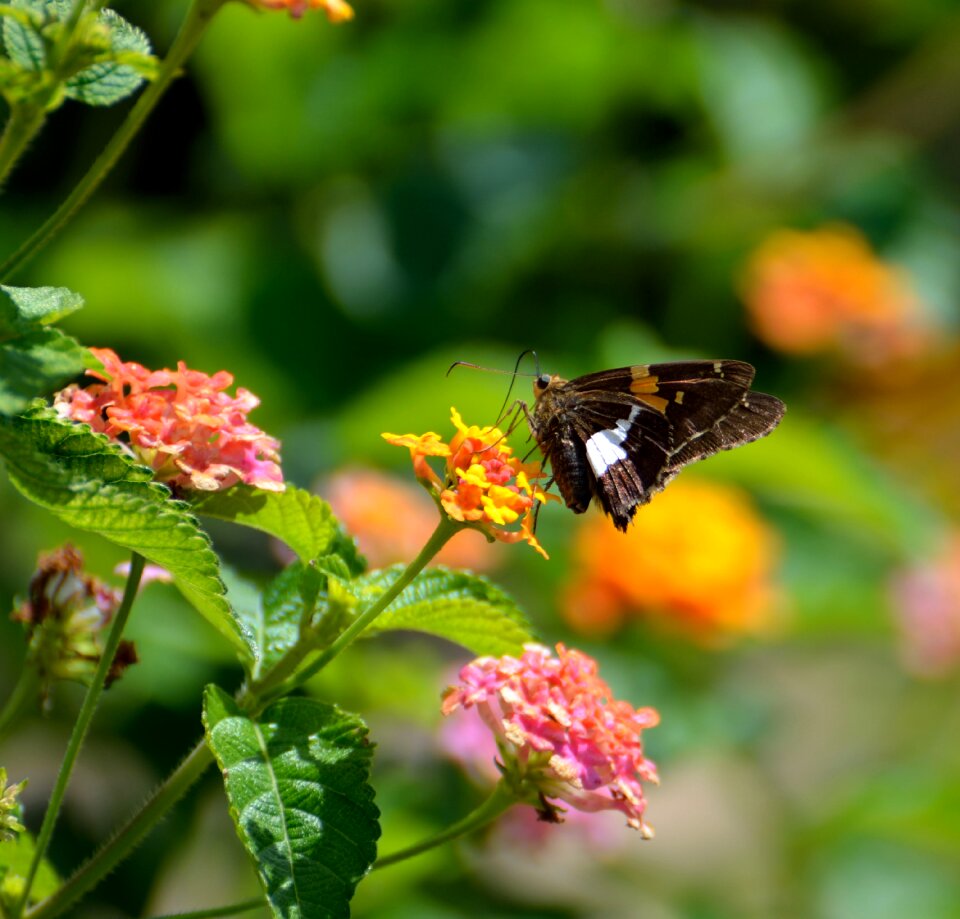 Flower outdoors summer