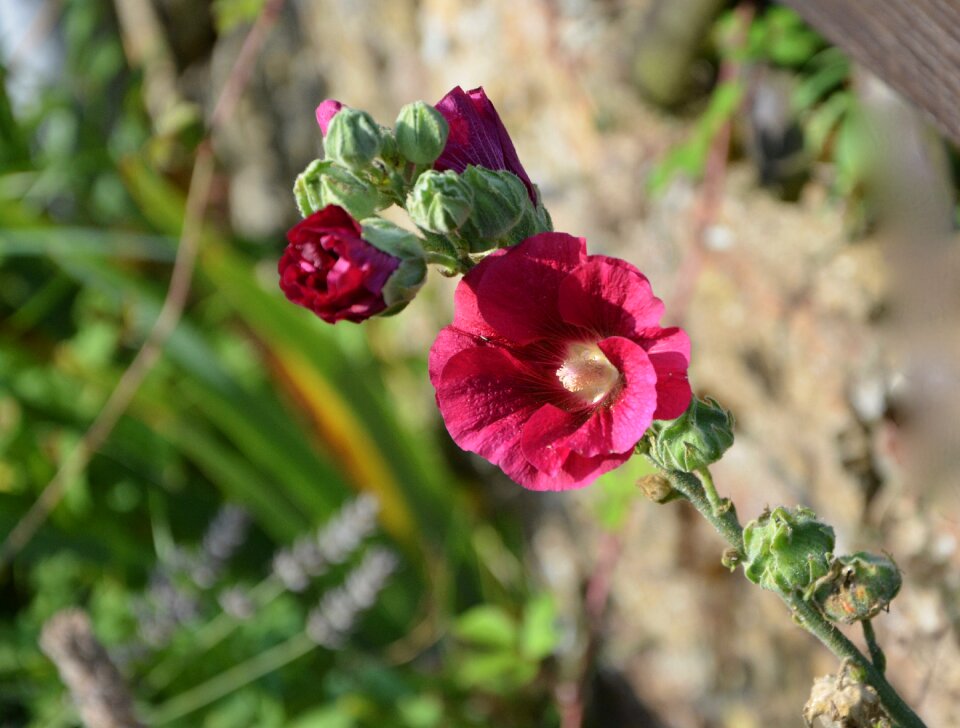 Nature garden flora