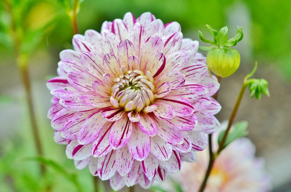 Floral summer natural