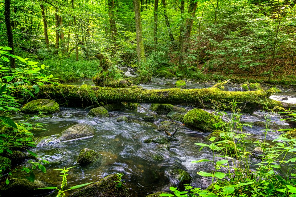 Moss landscape gorge