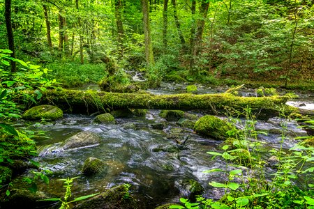 Moss landscape gorge