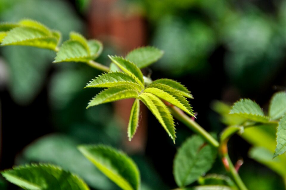 Green green leaf plant