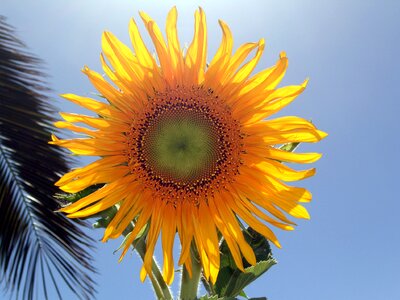 Close up nature plant