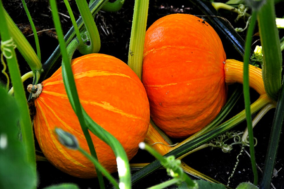 Pumpkin growth plant