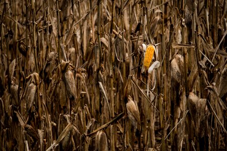 Corn on the cob corn field