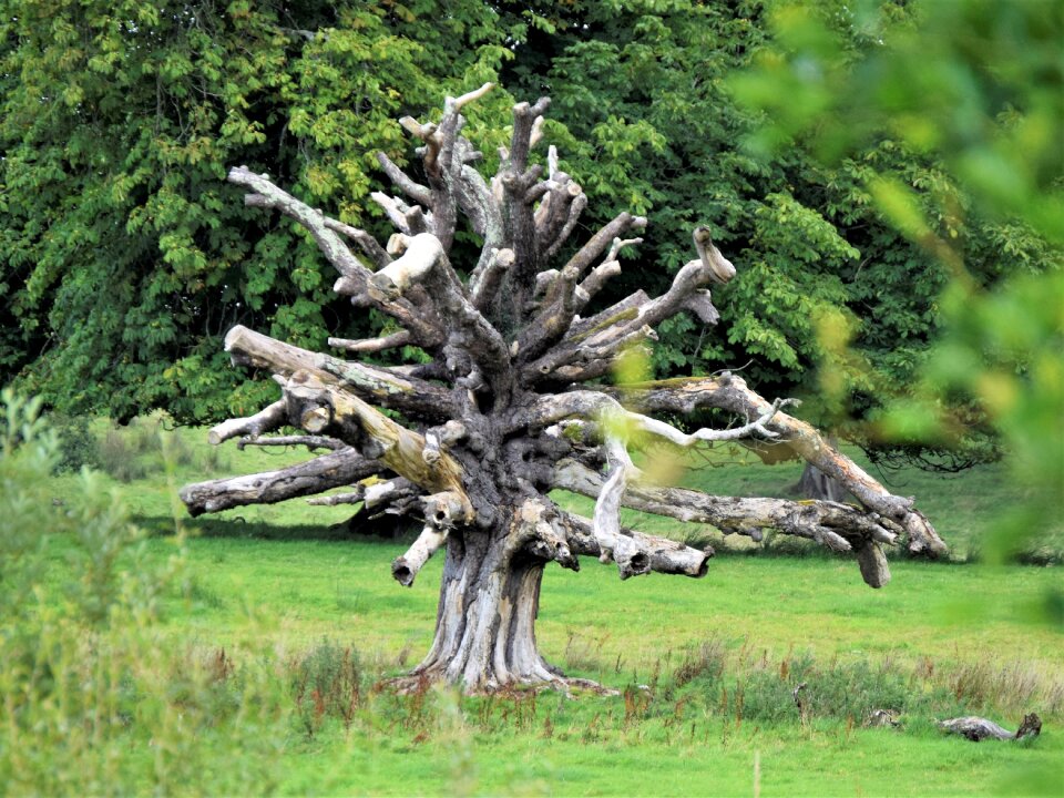 Dead tree nature park