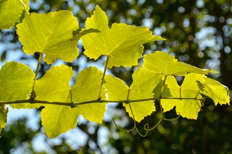 Autumn colours sunny entwine photo