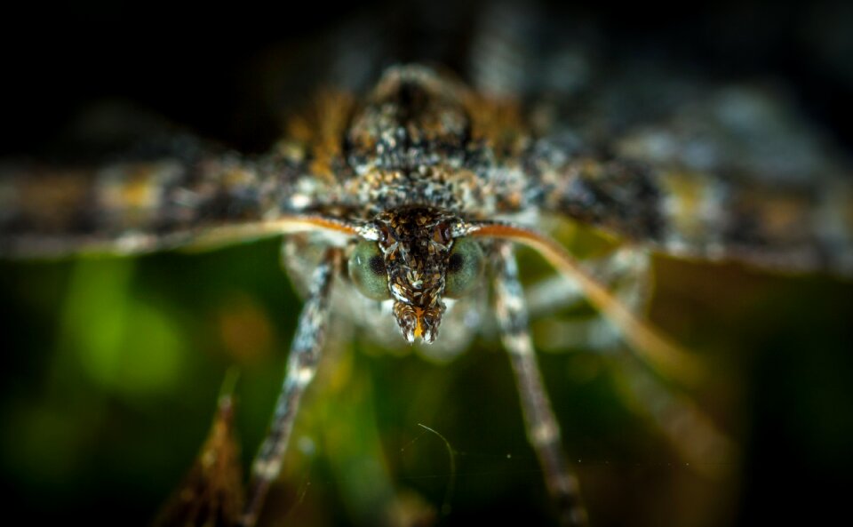 Living nature animals macro