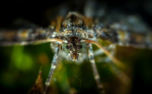 Living nature animals macro