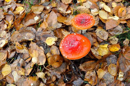 Autumn toxic mushroom picking
