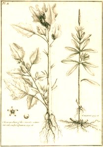 Louis Feuillée Chenopodium Quinoa