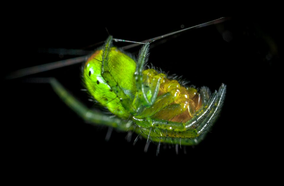 Living nature spider arachnids