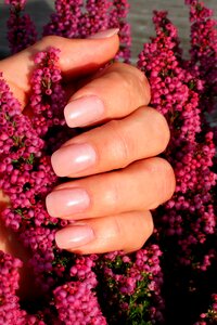 Manicure nail design nail varnish