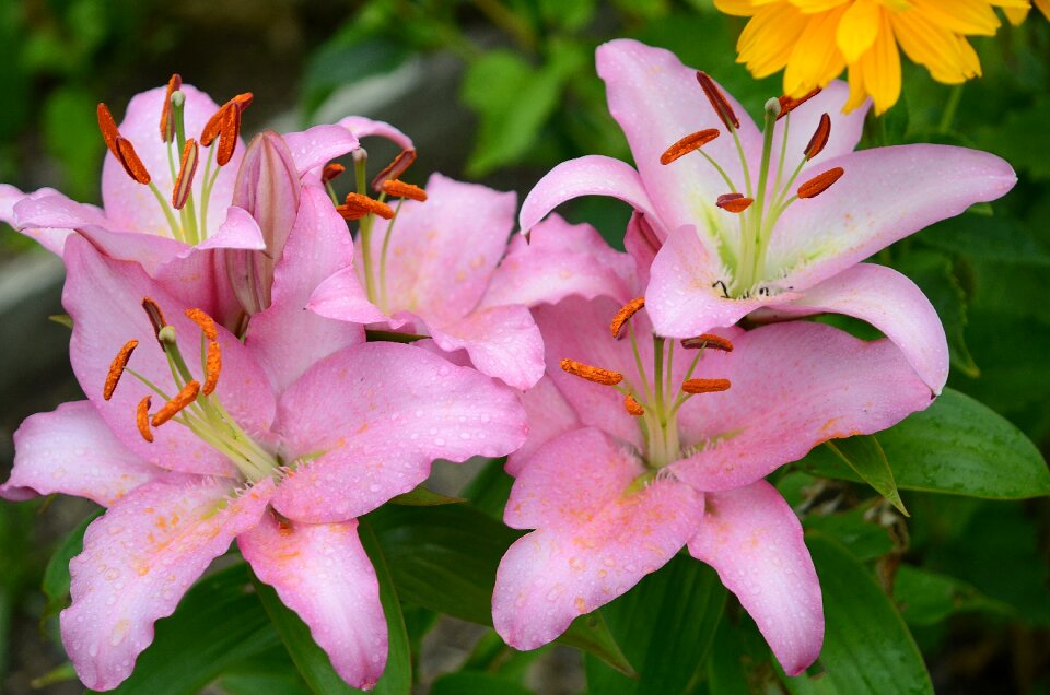 Plant spring blossom