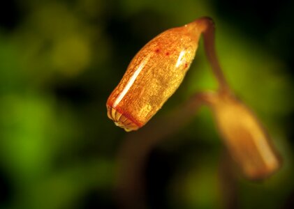 Macro moss spore box