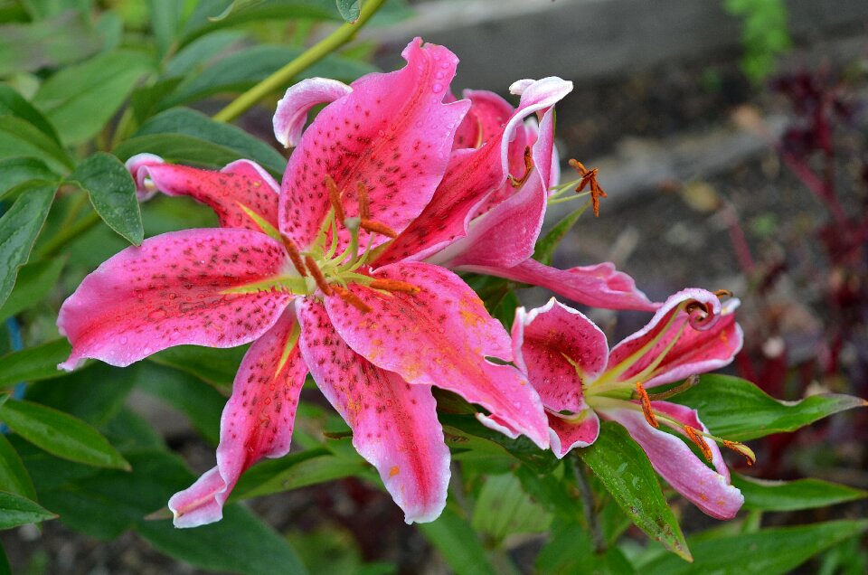 Plant spring blossom
