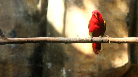 Bird outdoors animal
