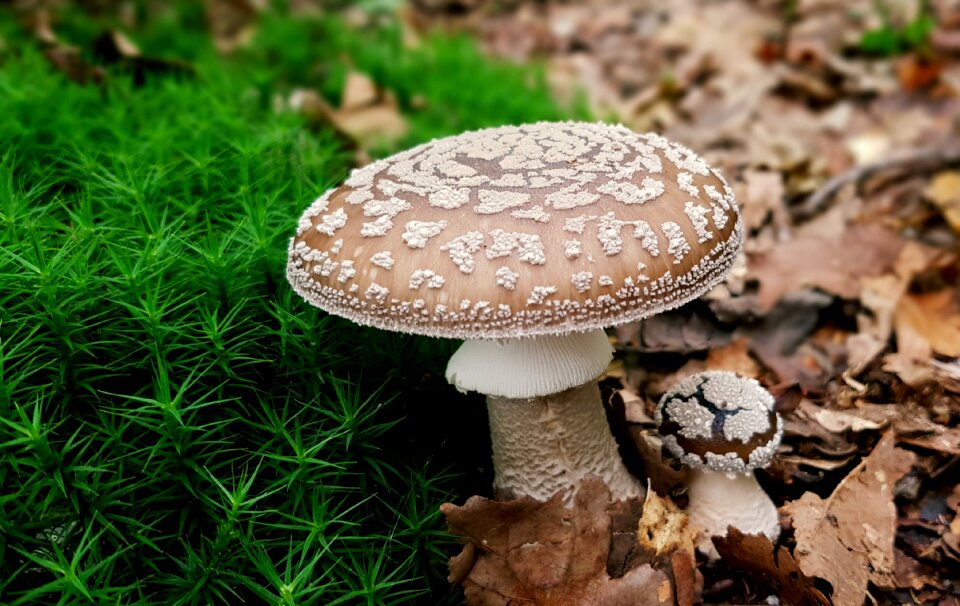 Disc fungus forest mushroom forest