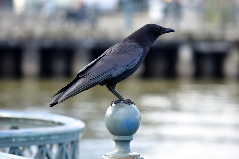 Outdoors nature crow