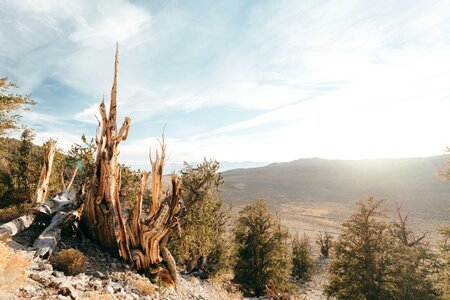 Landscape trees wood photo