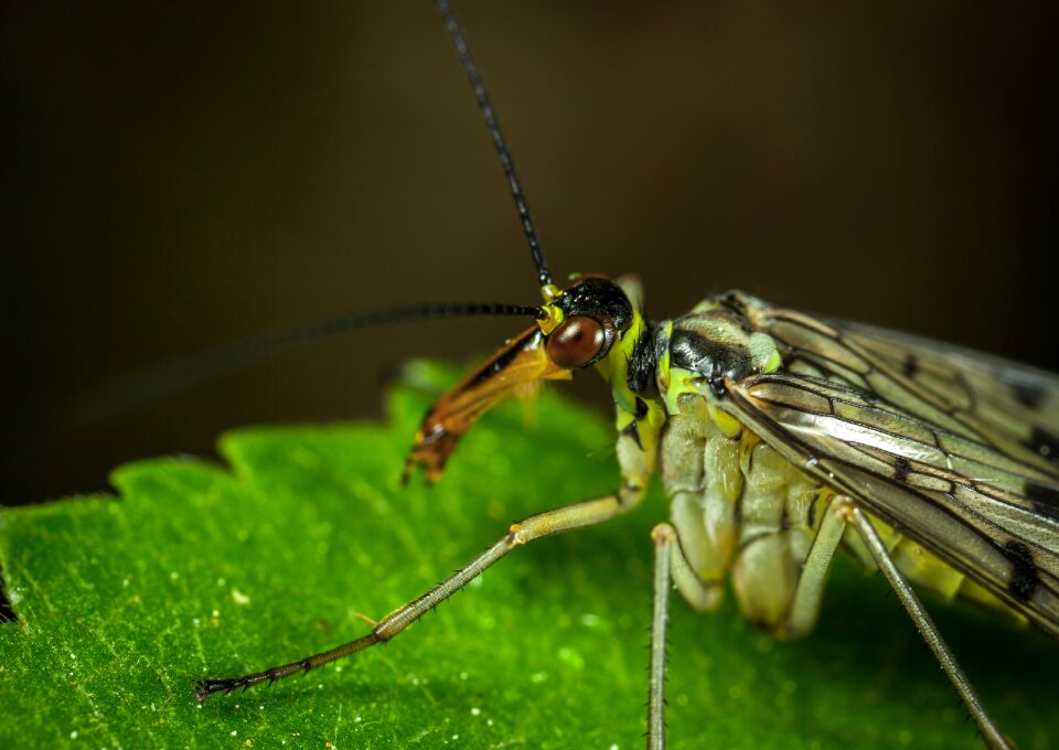 Fly wing scorpionica