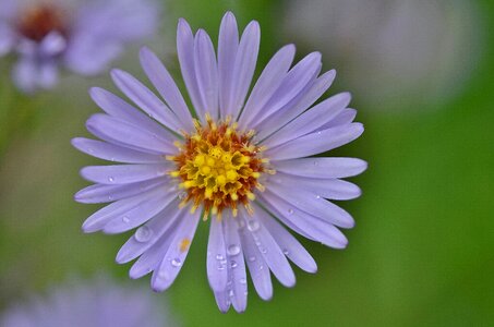 Floral summer natural