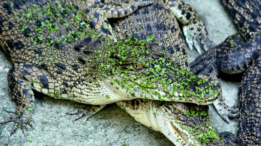 Animal snake crocodile