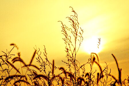 Autumn sunset rice