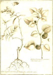 Louis Feuillée-Alkékenge du Pérou