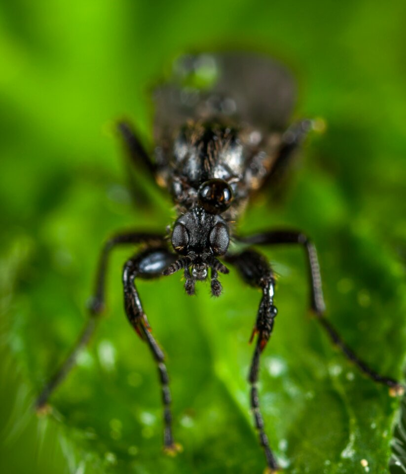 Drop fly macro