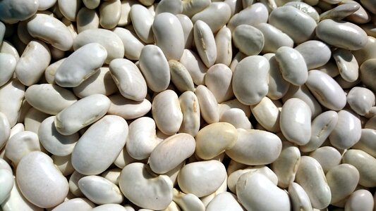 Harvest white beans plants