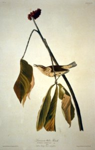 Louisiana Water Thrush LCCN2002718966