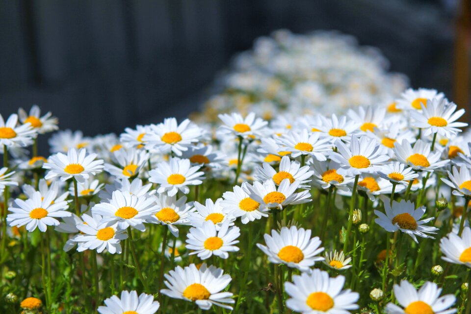 Summer garden gujeolcho