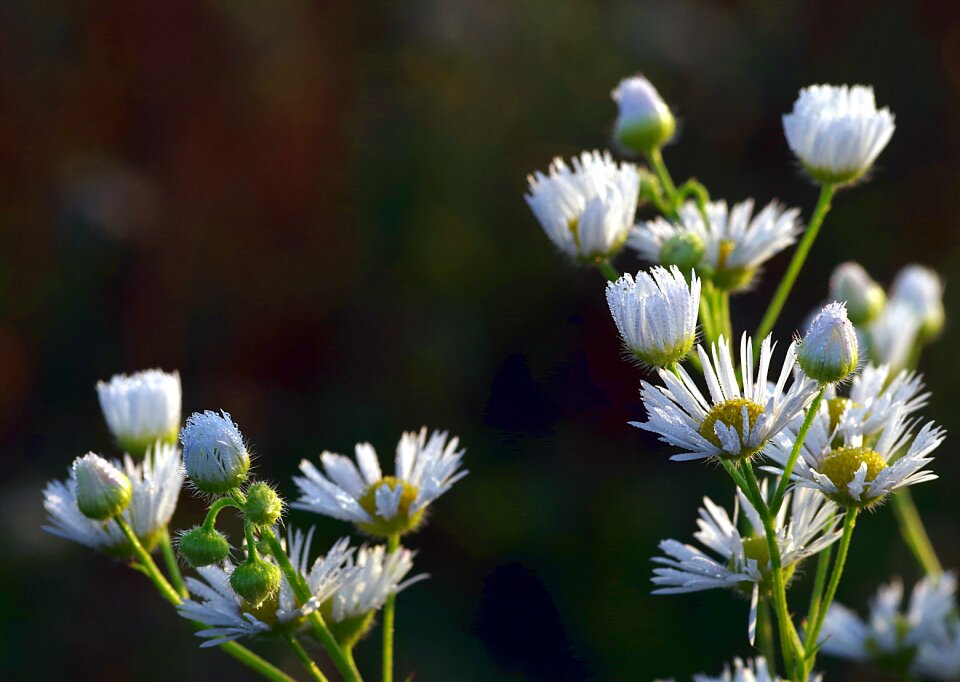White tiny meadow