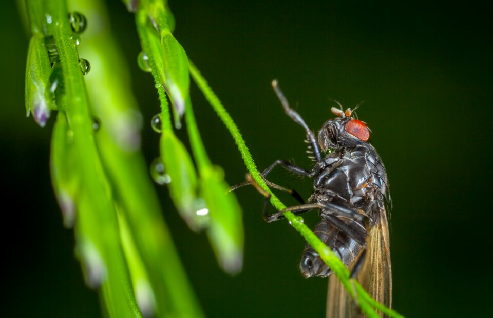 Sheet fly drops