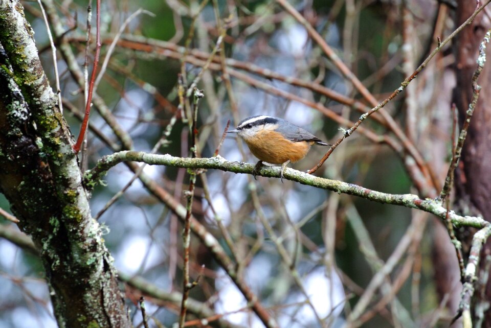Wildlife outdoors red breasted nuthatch