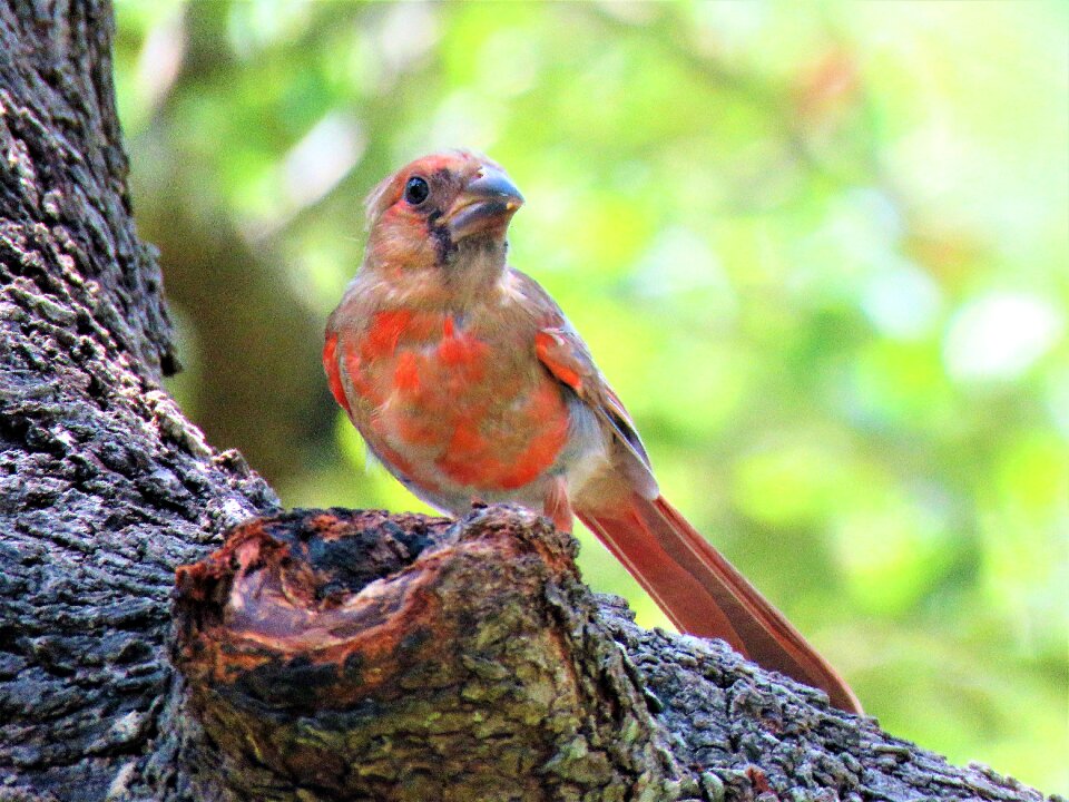 Young red bird wildlife