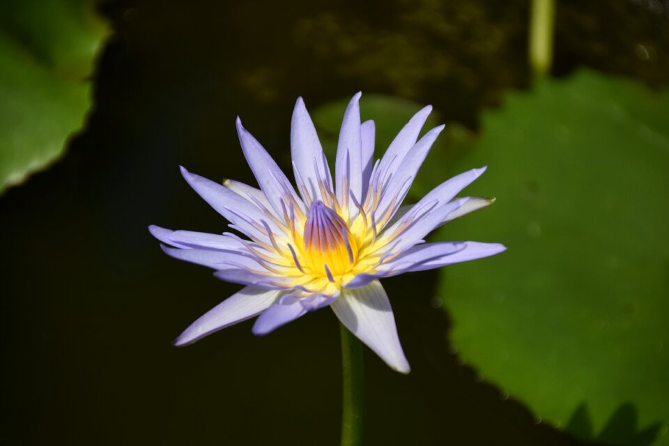 Water lily pond lotus