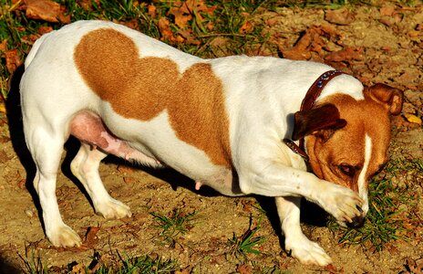 Animal pet snout