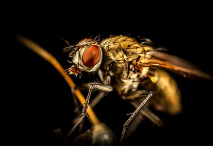 Fly nature macro