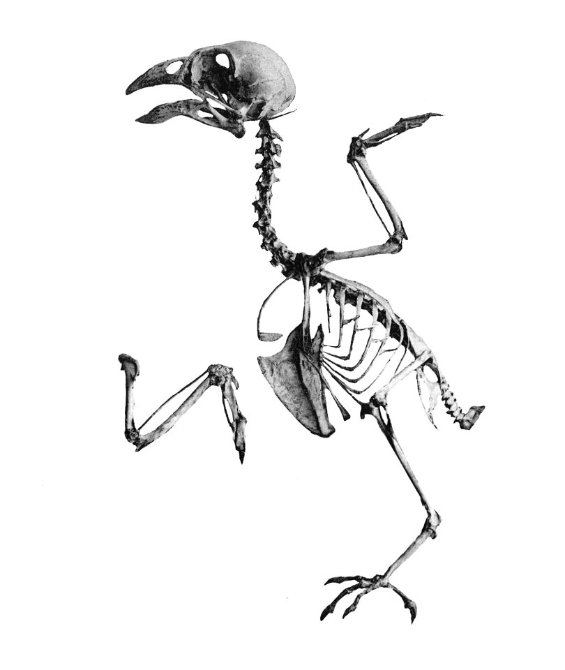 Loxia bifasciata 195