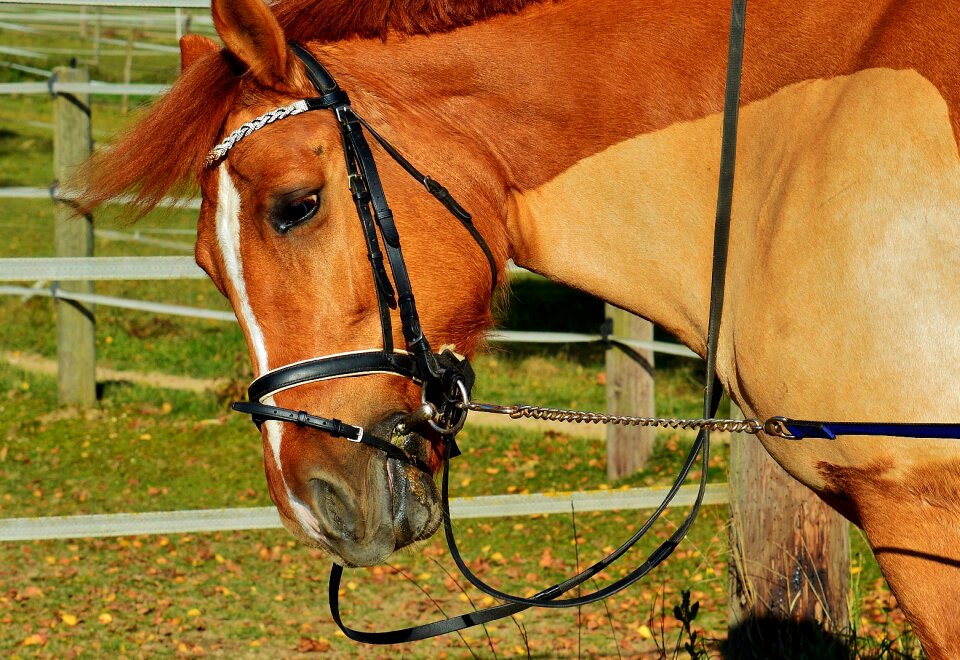 Meadow gentle brown horse