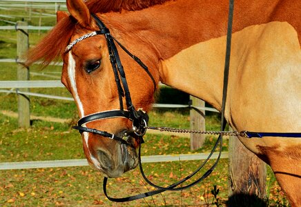 Meadow gentle brown horse