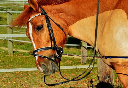 Meadow gentle brown horse photo