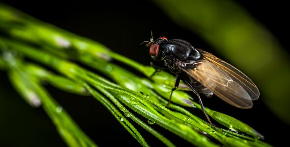 Krupnyj plan macro fly
